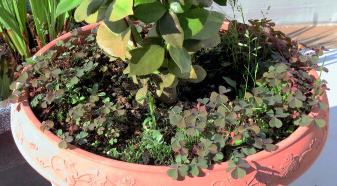 今朝は椿の鉢の草取りから