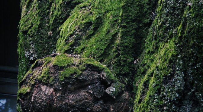 今日の１枚「時空苔（ジクウゴケ）」