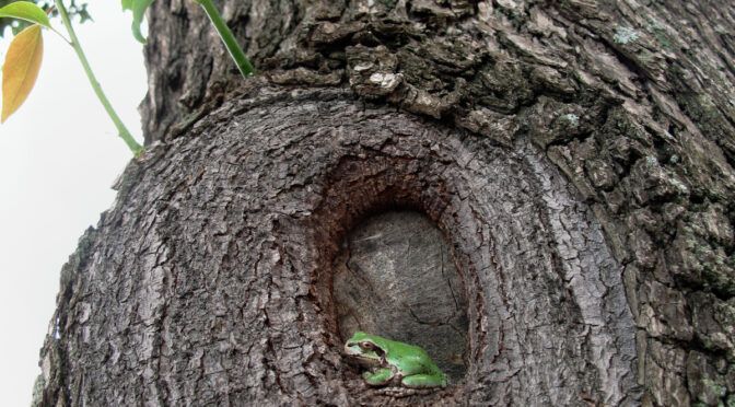 一枚の対話「雨蛙の雨宿り」