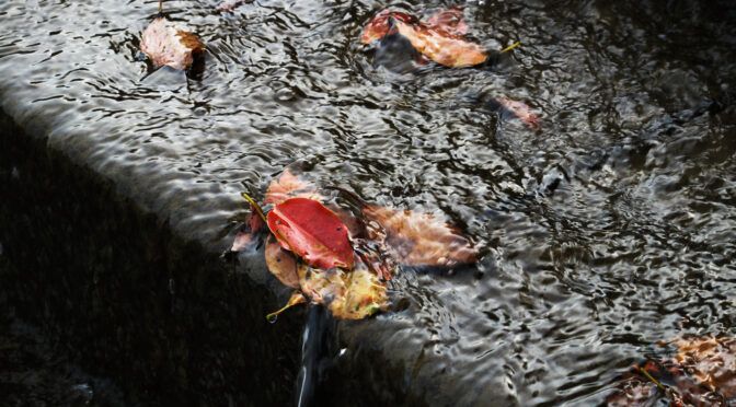 一枚の対話「水階段を下る６月の落葉」