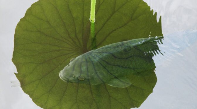 今日は２枚「不忍池を覗く」